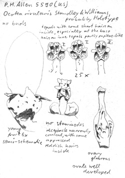 Vorschaubild Ocotea rivularis Standl. & L.O. Williams